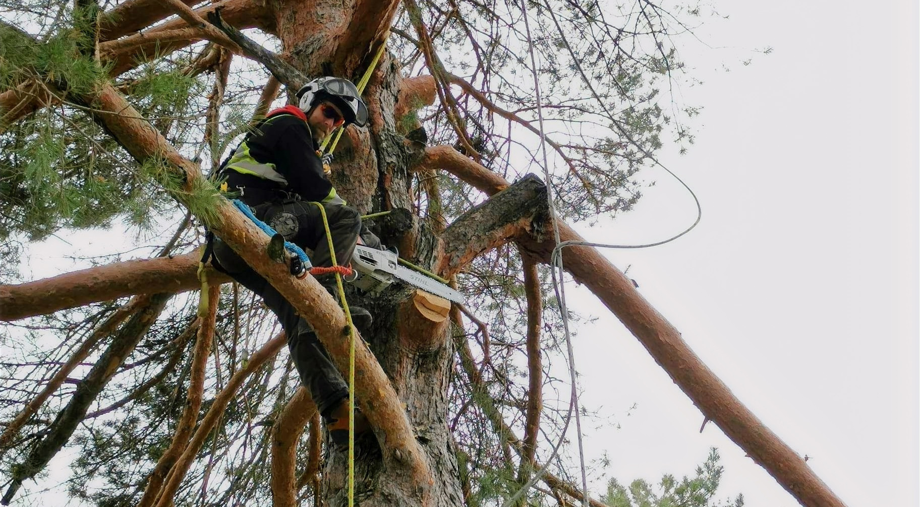 Professional Tree Services in Montreal