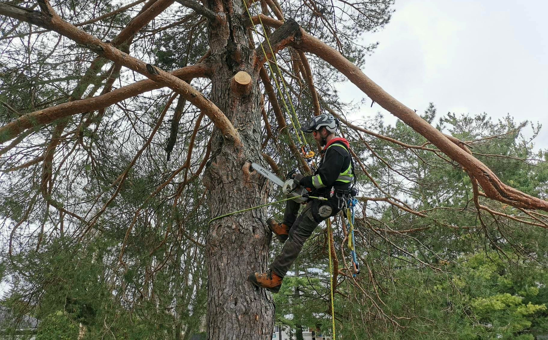 Redleaf Tree Service photo 8