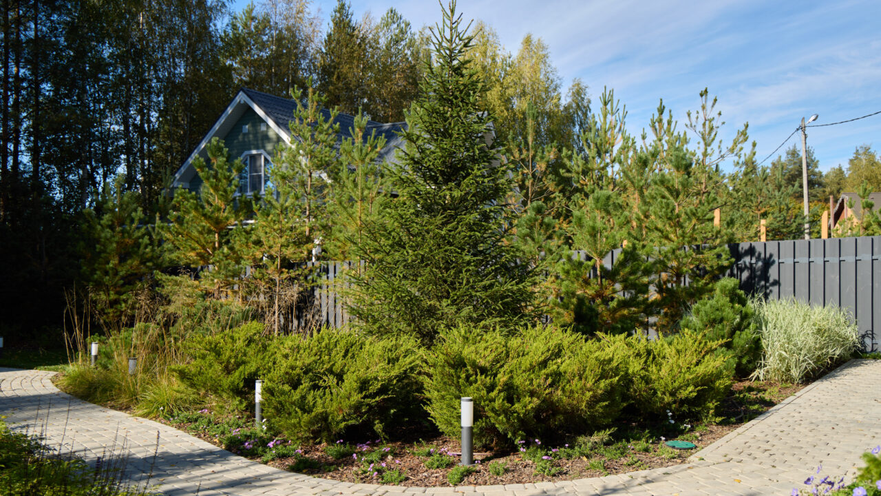 Balsam Fir Trees in Montreal: A Guide by Red Leaf Tree Service